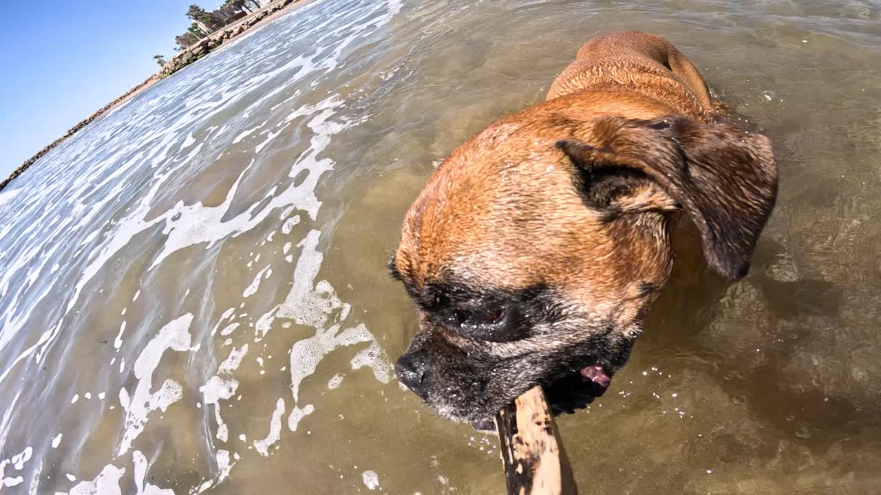Boxer dog retrieving stick in ocean waves