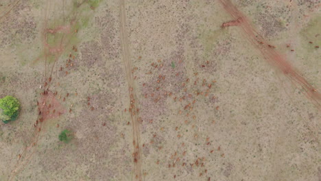 drone footage of a large herd of brown cattle migrating over dry lands in america, with the drone descending and following the herd from above