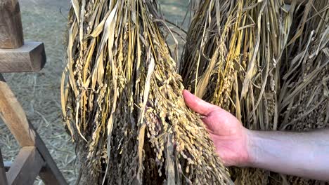 hands examining rice grains in natural setting