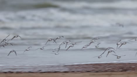 una bandada de sandpipers volando sobre el océano