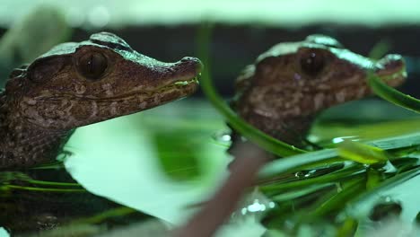 baby-caiman-waiting-in-pond-patiently-for-prey-to-swim-by