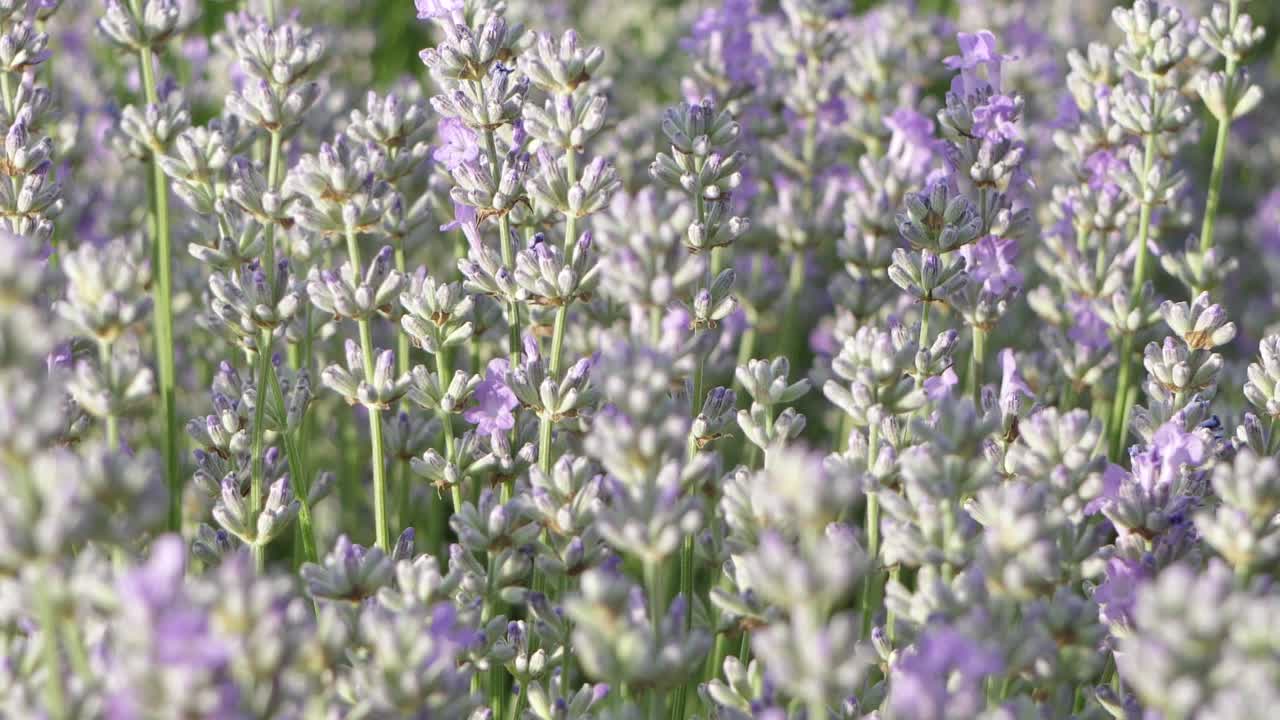 flores de lavanda de cerca