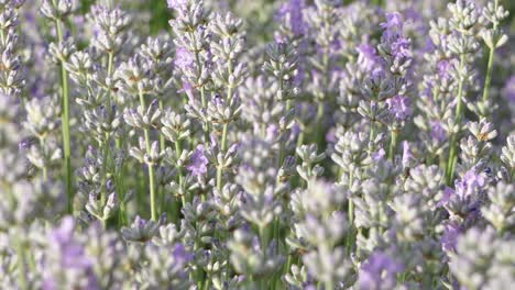 lavender flowers close up