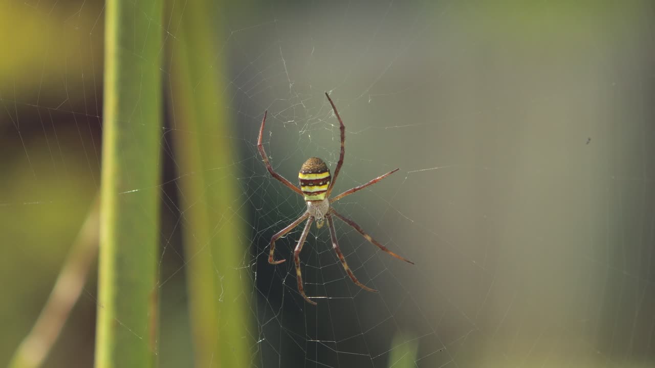 cruz de san andrés araña hembra en la web durante el día australia soleada victoria gippsland maffra