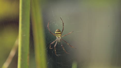 st andrew's cross female spider on web daytime sunny australia victoria gippsland maffra