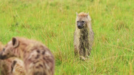 tomada en cámara lenta de hienas mirando en un paisaje de hierba exuberante para buscar comida, solas en la pradera de masai mara, vida silvestre africana en la reserva nacional de masai mara, kenia