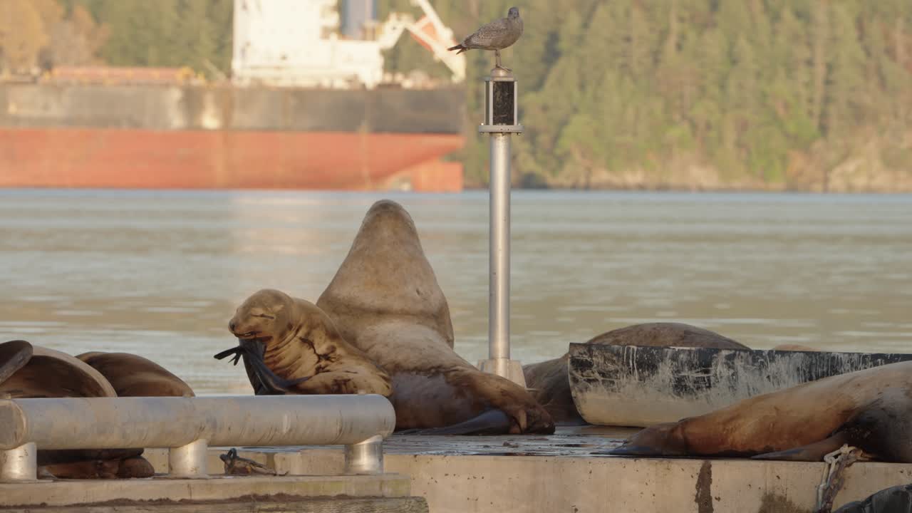 Sea lions rest on a dock during autumn by a floating breakwater