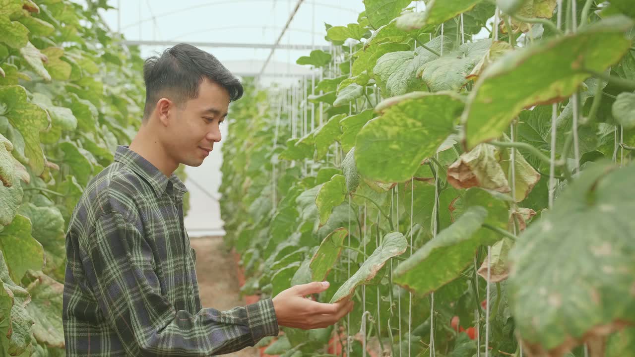 Smiling Asian Farmer Standing In Green House Of Melon Farm With Arms Crossed