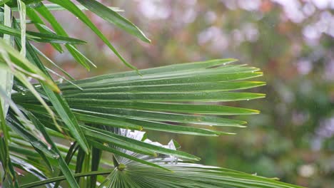 palm tree leaves blowing in the breeze on a rainy day covered in water drops