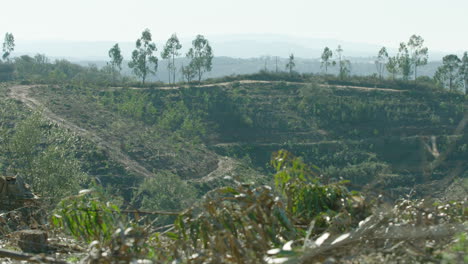 Cleared-eucalyptus-plantation-on-beautiful-windy-day,-focus-pull