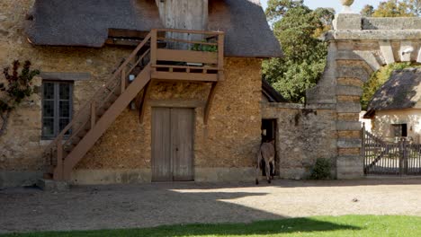 a young donkey walking alone turns and goes through stable door