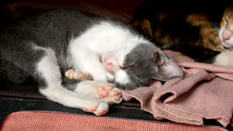 el gatito está durmiendo.