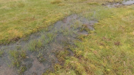 water puddle, grass underwater submerged under, outdoor flood, nature ground