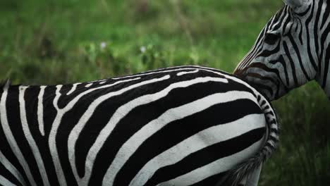 close up shot shows beautiful striking black and white stripes of zebras, africa