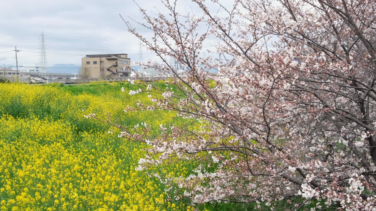 A beautiful cherry blossom tree next to a field of bright rapeseed flowers in spring