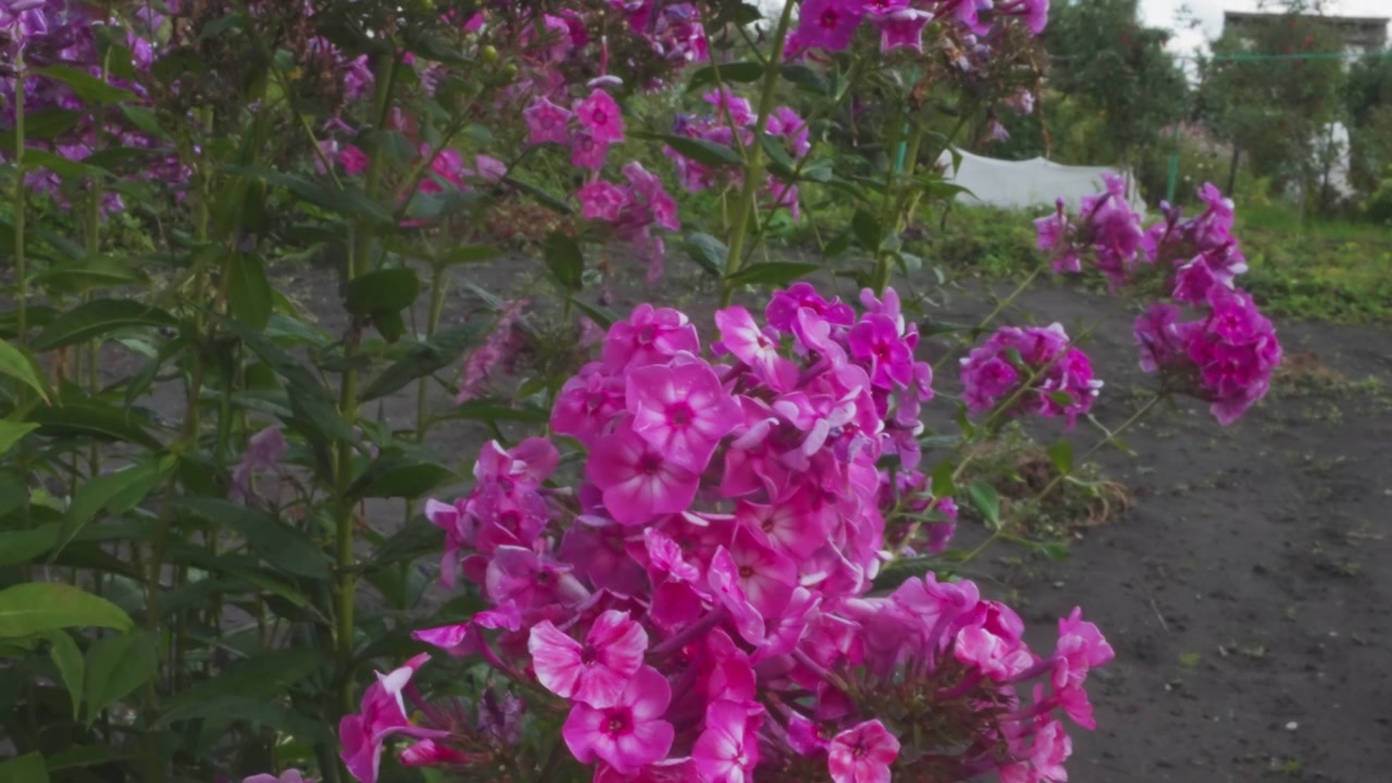 Vibrant Pink Phlox Flowers Swaying Gently in a Summer Garden