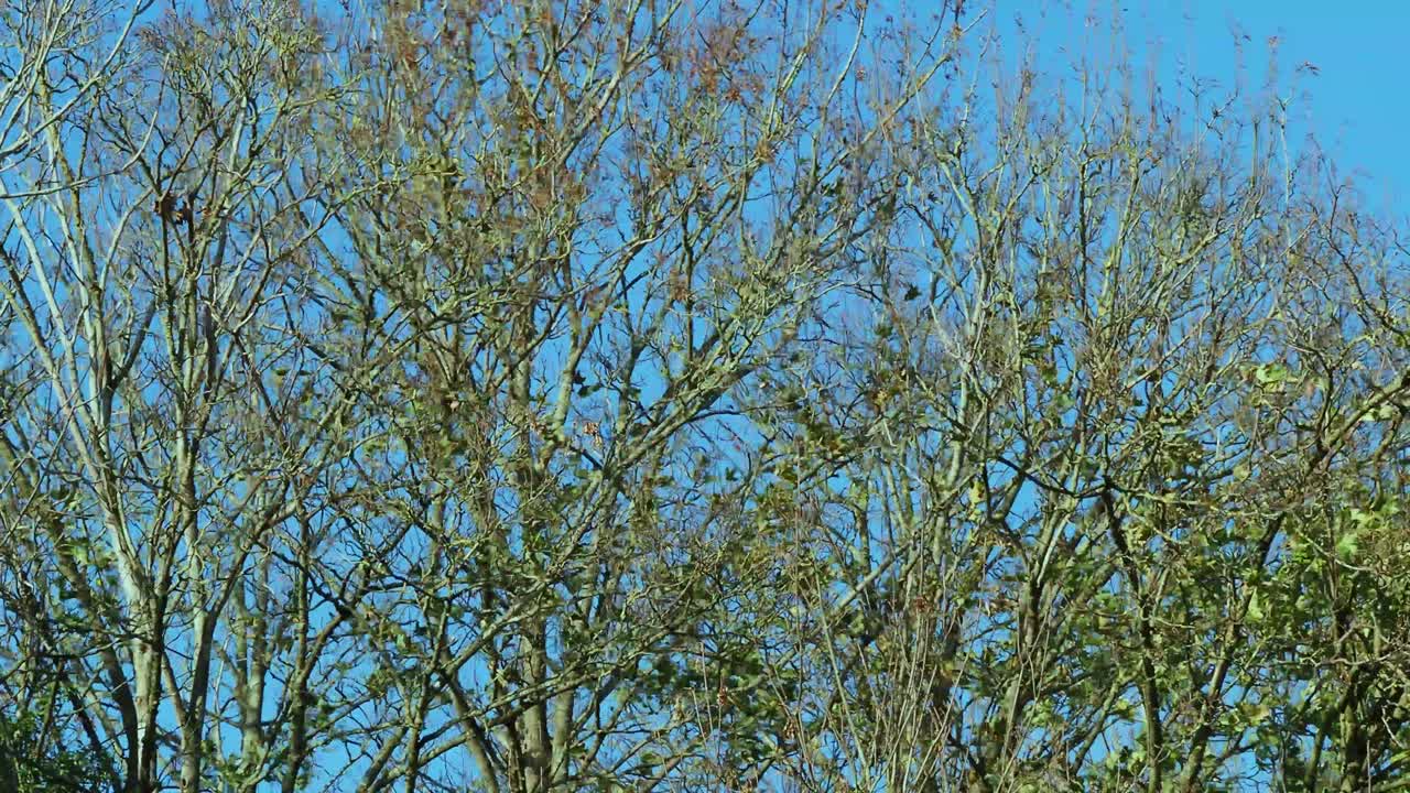 Ash trees blowing in the wind against a blue sky