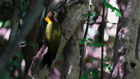 Seen-pecking-into-rotting-parts-of-a-tree-feeding-on-grubs-and-insects,-Greater-Yellownape-Chrysophlegma-flavinucha,-Thailand