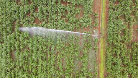 Vista-Aérea-De-Las-Hileras-De-Cultivos-Y-El-Riego-Por-Aspersión-Rociando-Agua