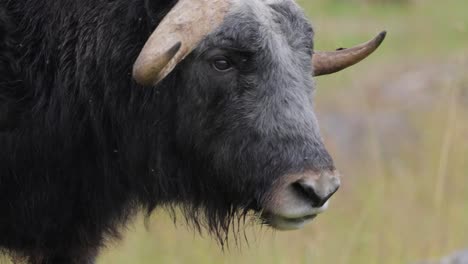 muskox (ovibos moschatus, en latín musky sheep-ox), también escrito musk ox y musk-ox, plural muskoxen o musk oxen es un mamífero con pezuñas de la familia bovidae.