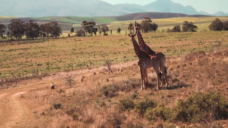 Ein-Paar-Schöne-Giraffen-In-Der-Natur,-Die-In-Die-Kamera-Schauen