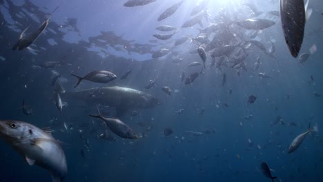 Gran-Tiburón-Blanco-Con-Cicatrices-De-Batalla-Carcharodon-Carcharias-4k-Primer-Plano-De-Tiburón-Con-Cicatrices-Islas-Neptuno-Sur-De-Australia