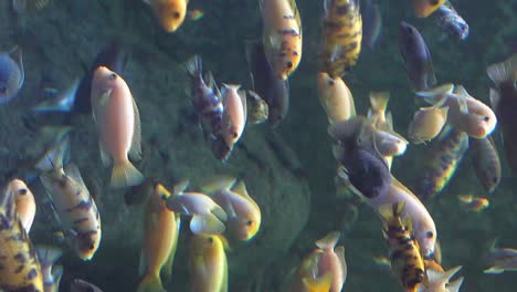 fish in aquarium swimming. blue background. vertical shot