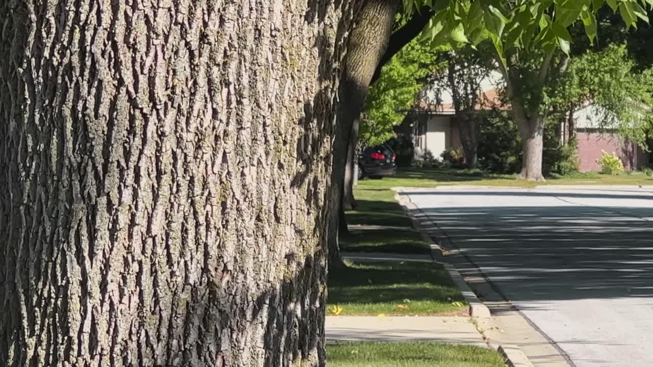 Reveal of an empty neighborhood road in the summer besides a tree