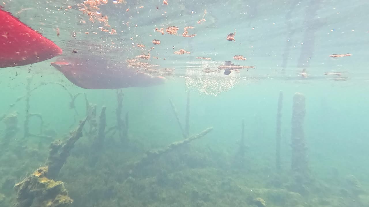 카야크는 조용하고 수중 크라비 풍경을 통과합니다.