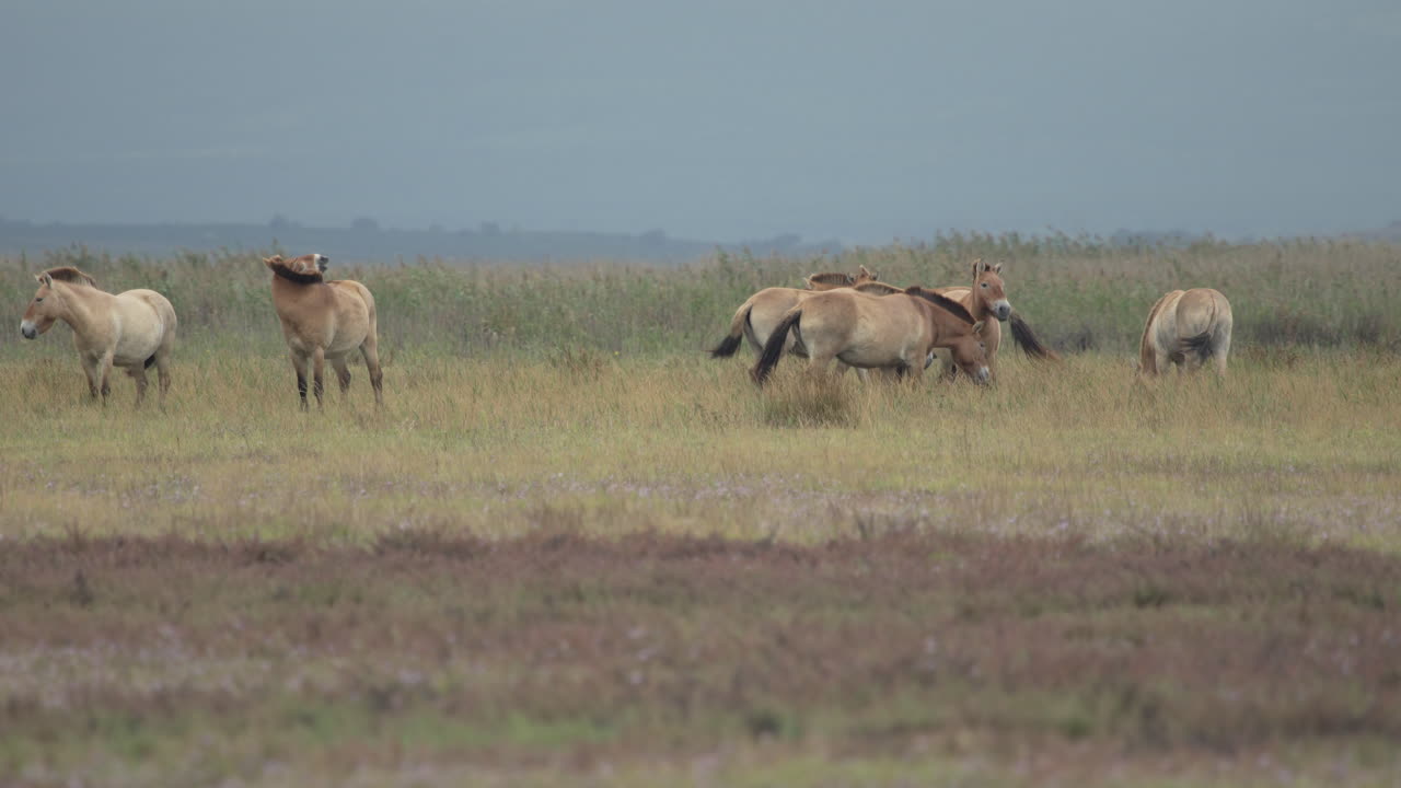 los caballos przewalski pastando en las llanuras.