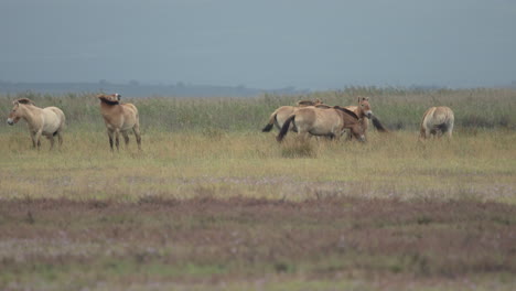 Caballos-Przewalski-Pastando-En-Las-Llanuras.