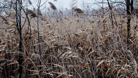 Flügel-Weht-überwuchertes-Feld-Im-Winter