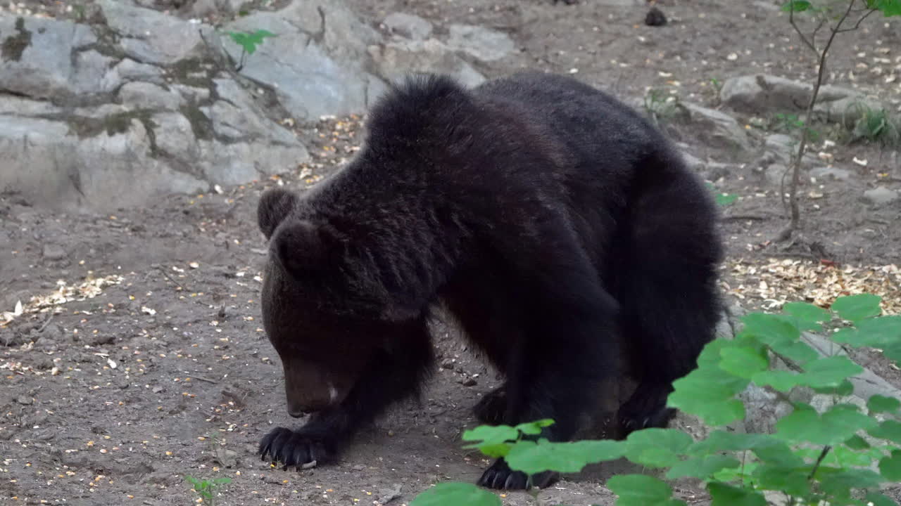 Giovane orso bruno europeo che si gratta il sedere mentre mangia