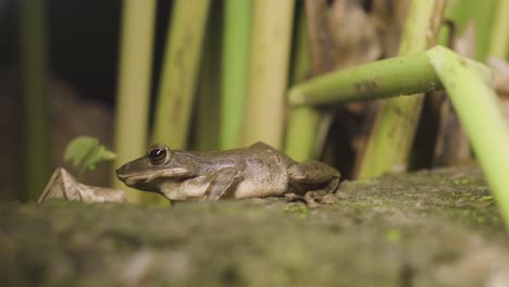 Rana-Cazando-Insectos