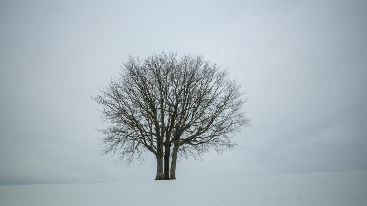 잉글랜드의 어퍼 티스데일 (upper teesdale) 의 눈 속에 있는 외로운 나무의 타임스