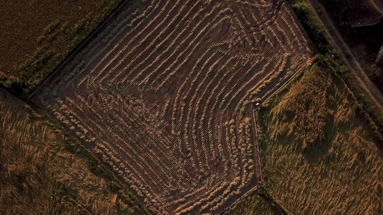 la gente local solo el agricultor trabaja en el campo de arroz la granja seca en la temporada de cosecha para recolectar arroz para procesar la materia prima de los alimentos ingrediente fresco orgánico saludable agricultura tradicional en irán gilan