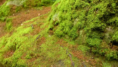 close-up of moss on a forest rock