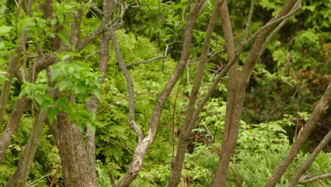 Blue-Jay-bird-Sitting-on-a-tree-in-green-woods-looking-around-and-flies-off