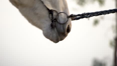 closeup of a domestic working donkey in pakistan