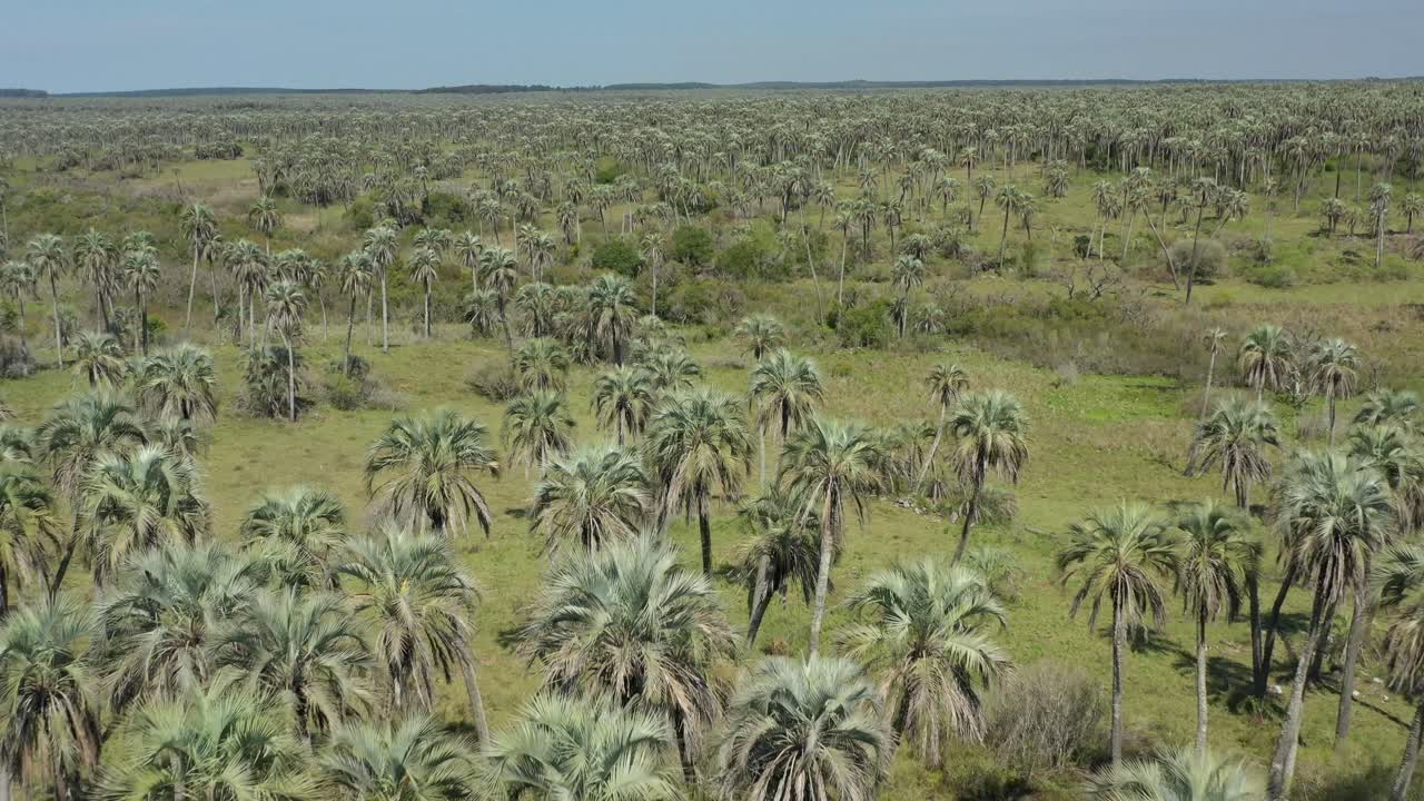 Vista aerea su Palm Grove, Argentina.
