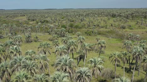 Aerial-over-Palm-Grove,-Argentina