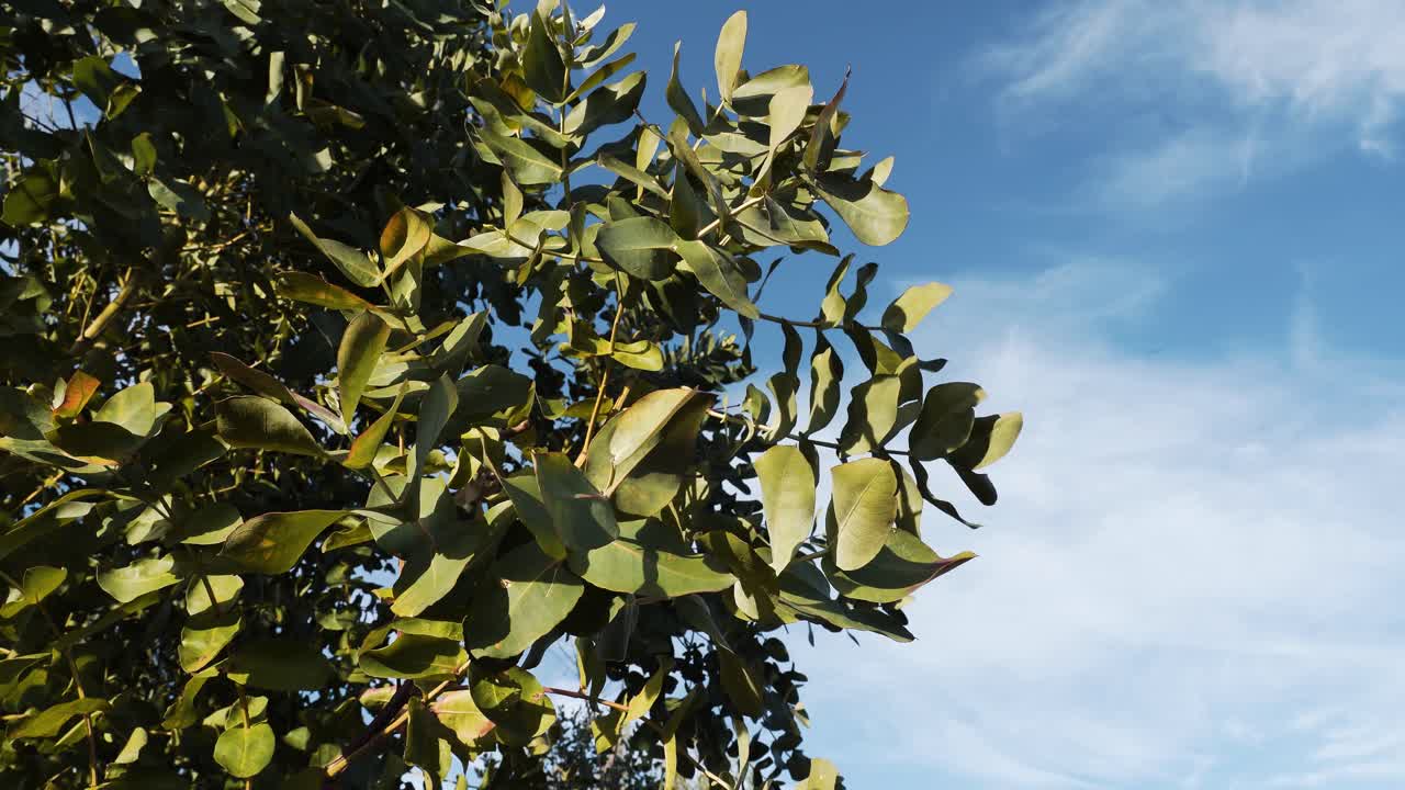 Primo piano di foglie di eucalipto che ondeggiano nella brezza, le loro forme lunghe e affusolate che brillano sotto la luce intensa del sole contro un cielo bianco e blu