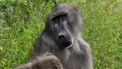 Primer-Plano-De-Un-Babuino-En-El-Parque-Nacional-Kruger,-Sudáfrica,-Madre-E-Hijo-Juntos,-Retrato-Familiar-De-Primates.