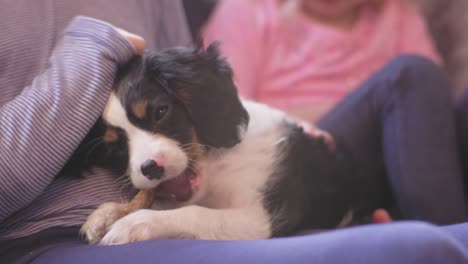 close up shot of two girls petting an odorable puppy while he's eating his treat