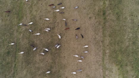 vista de arriba hacia abajo de los caballos lipizzaner en el campo abierto por la mañana