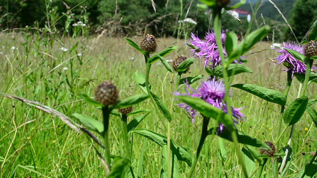 Fiori selvatici, riprese in montagna. Riprese in estate