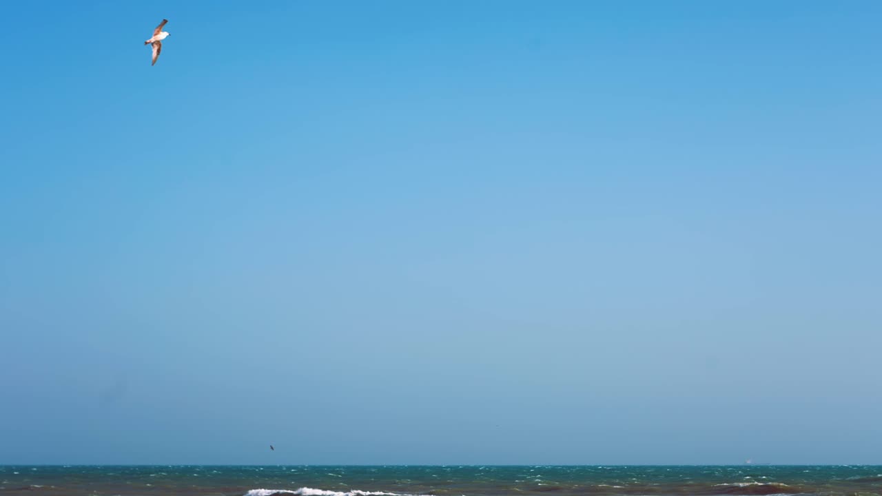 느린 동작으로 맑고 푸른 하늘을 나는 새