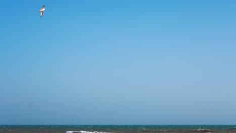 bird flying on a clear blue sky in slow motioin