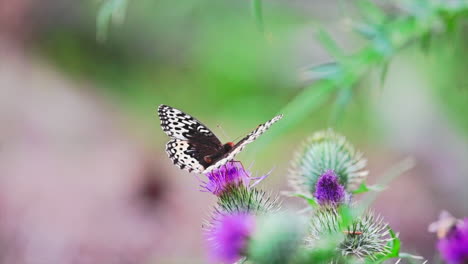 close-up of a fritillary butterfly drinking nectar from a blooming thistle.
