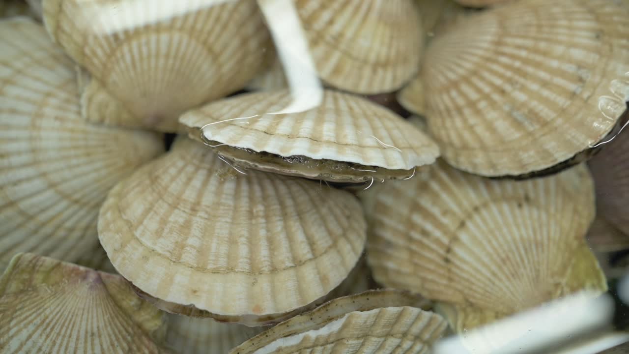 Fresh Scallop Shells Stacked In Water, Closeup Of Pale Ridged Shells With Radial Symmetry And Wet Sheen, Seafood Supplier Sorting Scallops For Restaurant Distribution, Culinary Buyer Selecting Prime